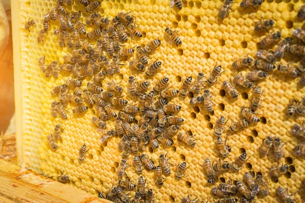 チームワークコンセプト:ミツバチとミツバチの細胞 — ストック写真