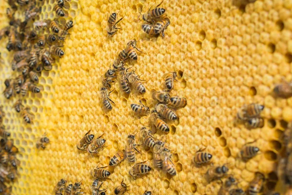 養蜂家が彼の手で蜂と蜂蜜セルを保持します。 — ストック写真