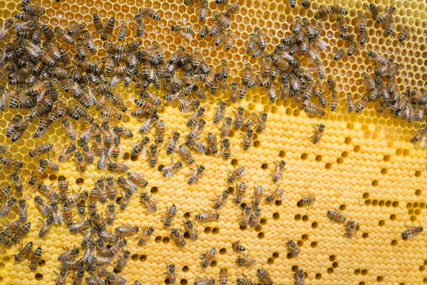 黄色の背景、チームワークのコンセプト、ミツバチは蜂蜜細胞に取り組んでいます — ストック写真