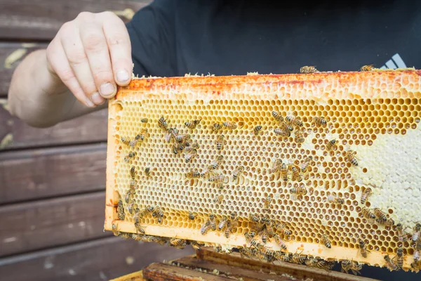 Echtes Außen-Shooting menschlicher Hände ohne Handschuhe mit dem Bienenstock — Stockfoto