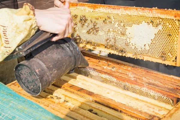 elinde duman ile bir arıcı gibi giyinmiş bir arıcı arılar ile kovan hizmet vermektedir