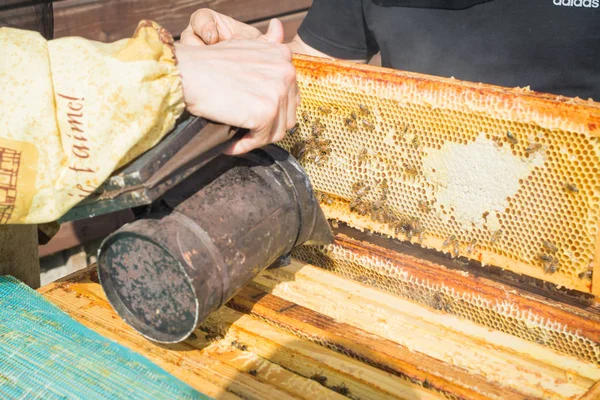 elinde duman ile bir arıcı gibi giyinmiş bir arıcı arılar ile kovan hizmet vermektedir