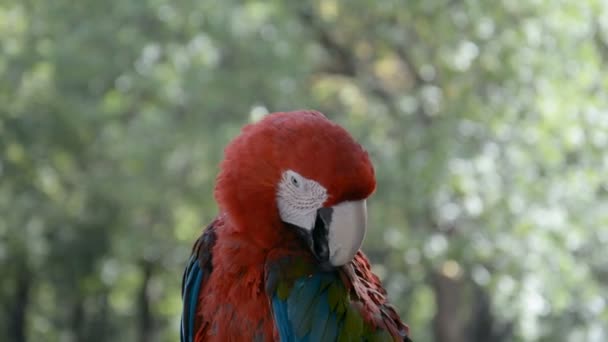 Grande papagaio vermelho — Vídeo de Stock