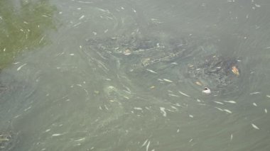 çevre kirliliği, sularda endüstriyel atık