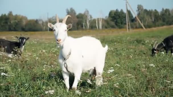 Witte Goatlings Grazen Een Groene Weide Een Zonnige Zomerdag Stock — Stockvideo