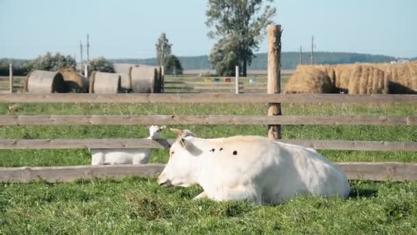 Vaca Branca Descansando Uma Filmagem Estoque Prado Conceito Vida Animal — Vídeo de Stock