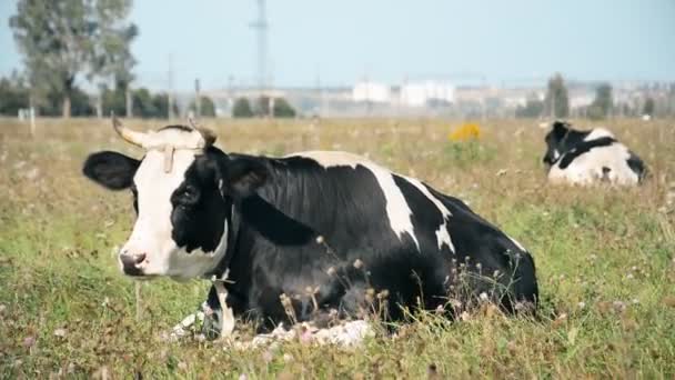 Beautiful Cow Resting Lush Green Summer Pasture Farm Animal Life — Stock Video