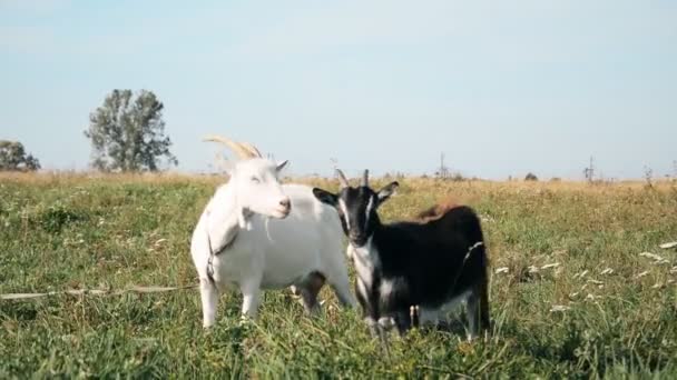 Animais Fazenda Pastagem Duas Cabras Prado Imagens Estoque — Vídeo de Stock