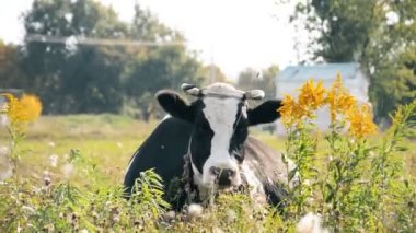 Otlakta sıcak bir yaz gününde çimenlerde dinlenen