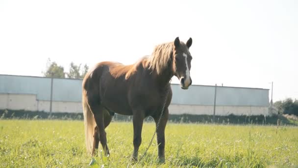 Cavalo castanho Grazing — Vídeo de Stock