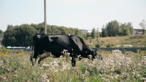 Cattle cow and calf grazing on green grass — Stock Video