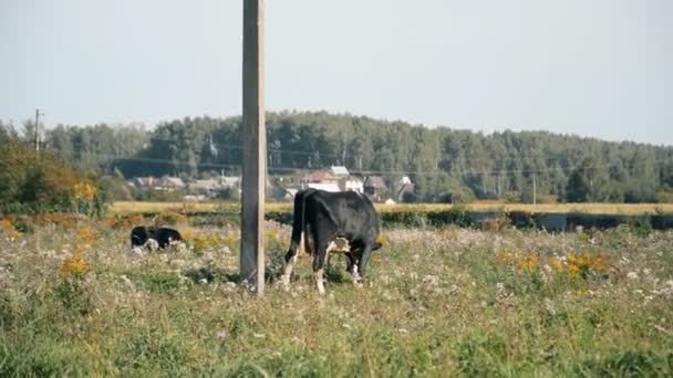 Vaca bovina e vitelo pastando na grama verde — Vídeo de Stock