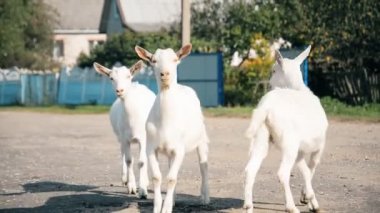 Yeşil yamaç yürüyüş üç dağ bebek keçi
