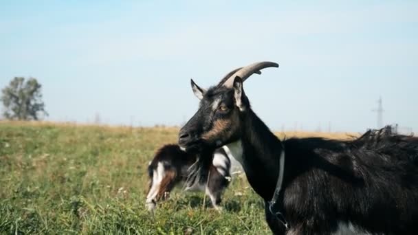 Black and white goat in the meadow against the blue sky — Stock Video