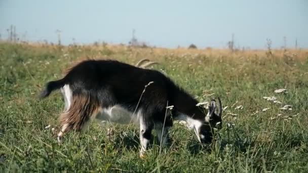 Chèvre noire et blanche dans la prairie contre le ciel bleu — Video