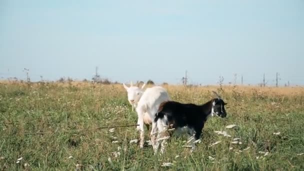 Naar de weide. Een kudde witte en zwarte geiten — Stockvideo