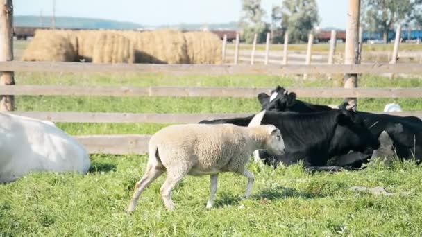 Animales de granja, cabras y vacas en el prado — Vídeo de stock