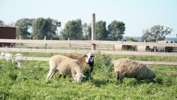 Sheep eat green grass on a farm — Stock Video