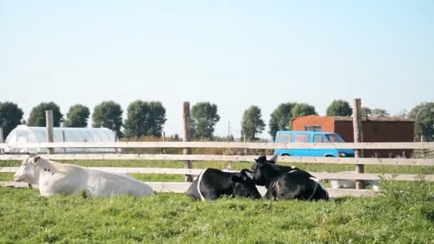 Tres vacas descansan en un caluroso día de verano sobre la hierba verde — Vídeos de Stock