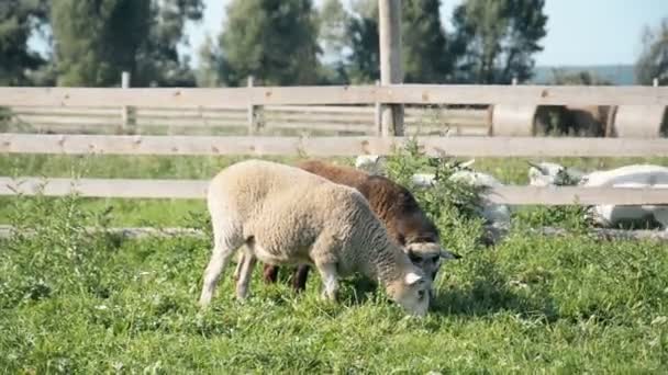 Ovelhas comer grama verde em uma fazenda — Vídeo de Stock