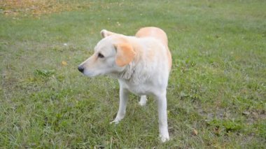 Çayırdaki evsiz beyaz köpek