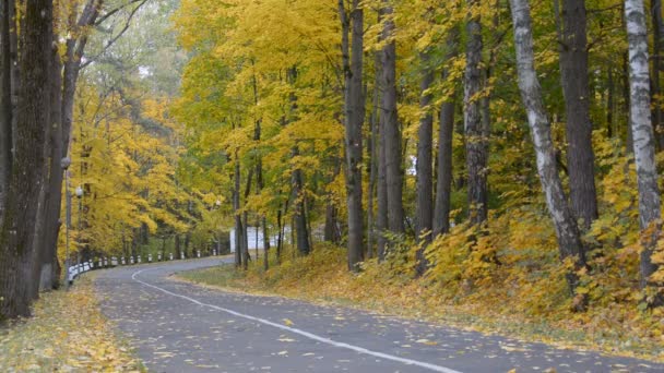 Camino forestal de otoño — Vídeo de stock