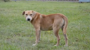 Evsiz kahverengi köpek çayırda