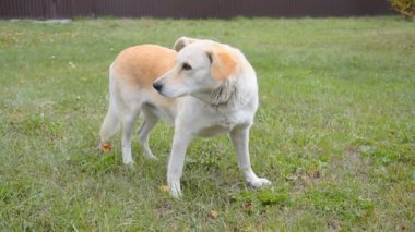 Yeşil çimenlerin üzerinde sokak köpeği