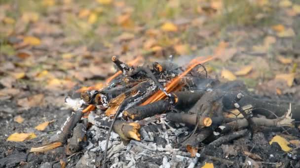 Hoguera de otoño en el bosque — Vídeos de Stock