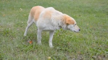 Yeşil çimenlerin üzerinde sokak köpeği