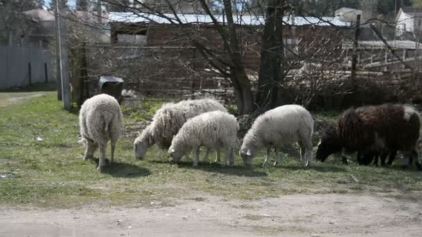 Flock får i en vitrysk by äter gräs — Stockvideo