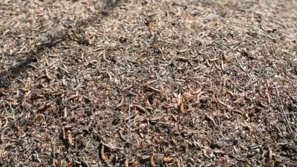 여름 숲 속에 개미 떼가 있는 거대 한 개미탑 — 비디오
