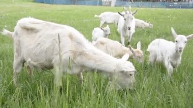 Köyün keçi sürüsü çimlerin üzerinde
