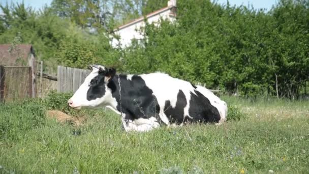 Animal de fazenda, uma vaca em um rancho descansando em um dia de verão na grama verde — Vídeo de Stock