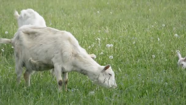 Egy kis csordányi fehér házi kecske zöld füvet eszik. — Stock videók