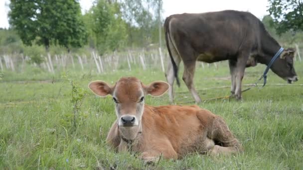 Pequenos búfalos estão comendo grama na fazenda — Vídeo de Stock