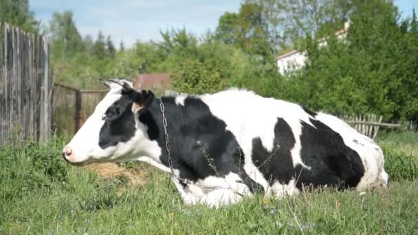 Rusya 'nın Sibirya köyünde bir yaz günü, siyah ve beyaz inek çimlerin üzerinde güneşlenir. — Stok video