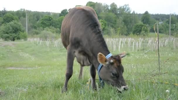 Ternera come hierba verde en el prado de la granja — Vídeos de Stock