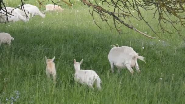 Bebé cabra jugando cabras pastoreo granja — Vídeo de stock