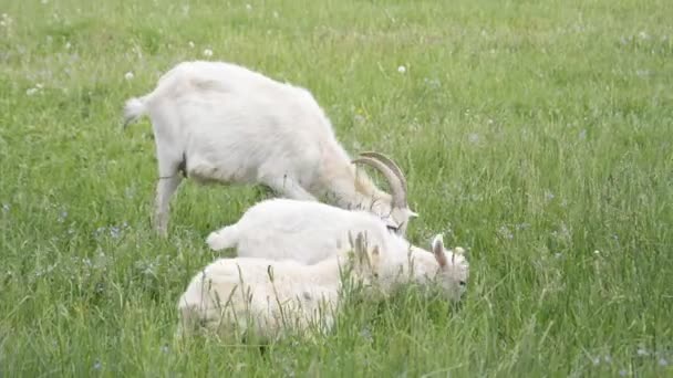 Cabras pastando en el prado verde — Vídeos de Stock