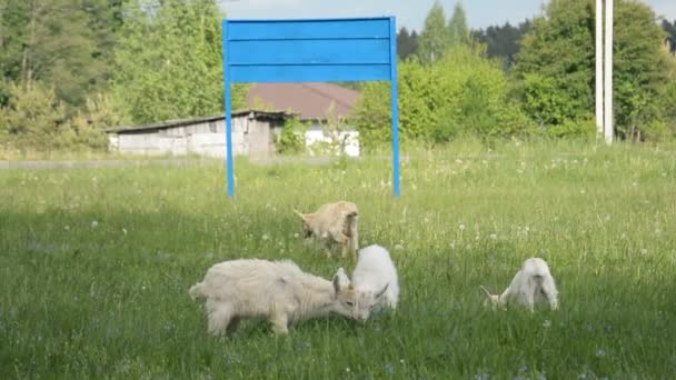 Стадо домашних коз пасутся на зеленом лугу и едят свежую траву — стоковое видео