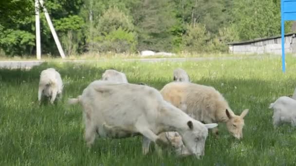 Una manada de cabras domésticas pastan en un prado verde y comen hierba fresca — Vídeo de stock