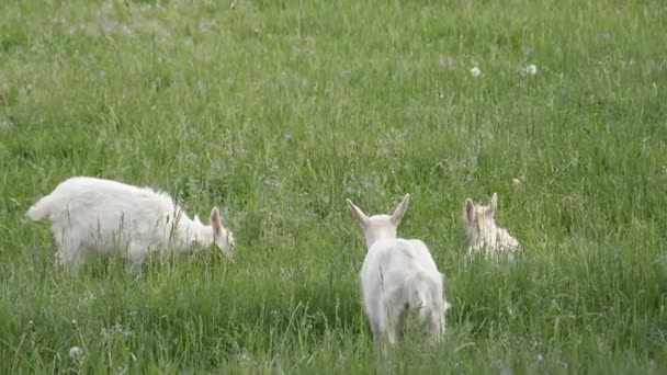 Стадо коз, расстилающихся по лугу — стоковое видео