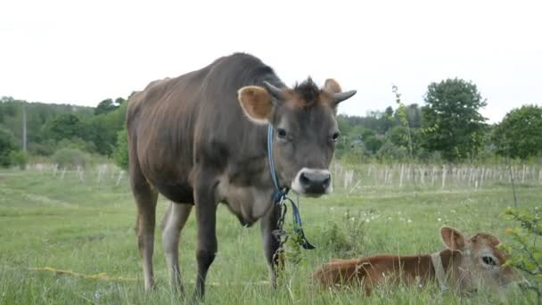 Primer plano de la cara de una vaca de color marrón oscuro en un pasto de verano — Vídeos de Stock