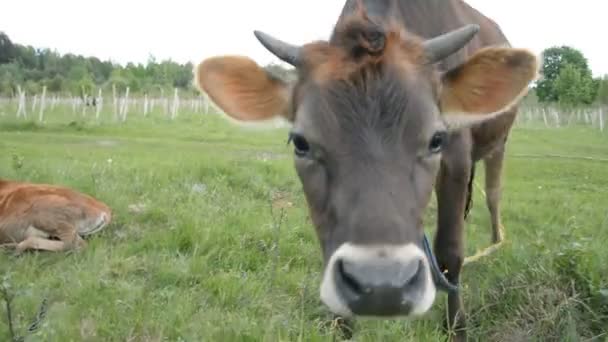 Primer plano de la cara de una vaca de color marrón oscuro en un pasto de verano — Vídeos de Stock