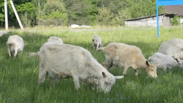 En hjord av tamgetter betar på en grön äng och äter färskt gräs — Stockvideo