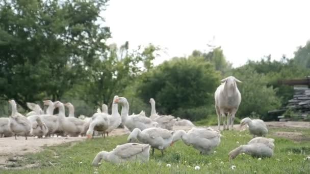 Una bandada de gansos domésticos camina en un prado verde — Vídeo de stock