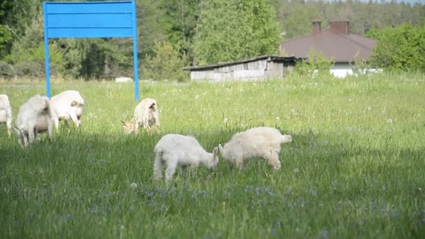 Pâturage des chèvres dans l'herbe verte — Video