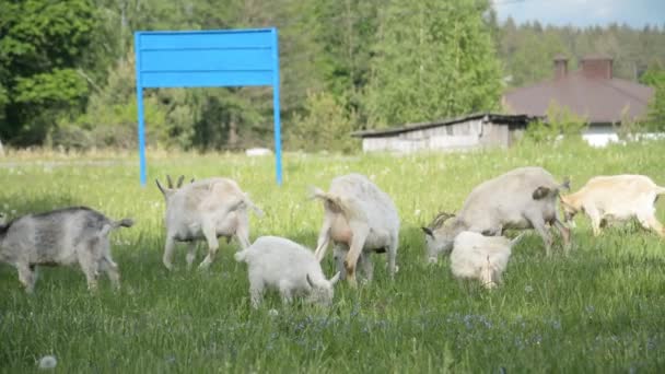 Козы пасутся в зеленой траве — стоковое видео