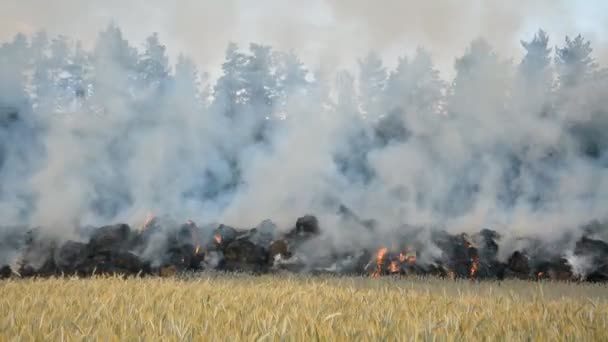 Wheat field fire disaster — Stock Video